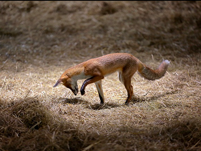 Une ferme sauvage