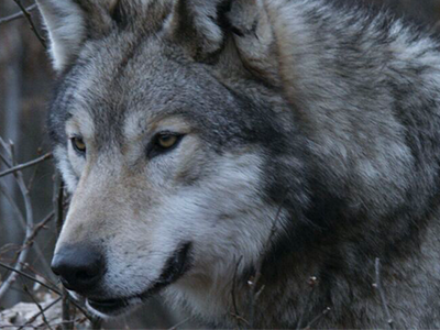 Vivre avec les loups