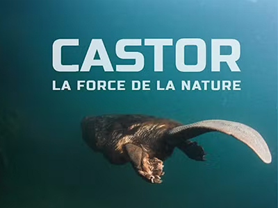 Castor, la force de la nature