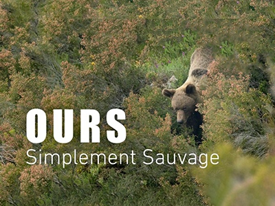 Ours, simplement sauvage