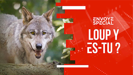 Loup y es-tu ?