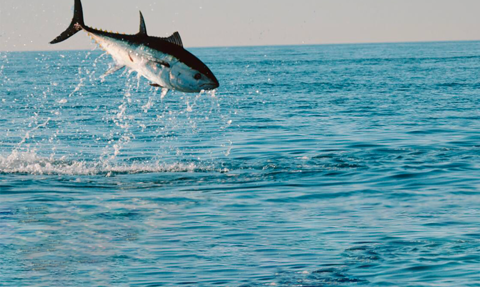 Thon rouge en plein saut en l'air au dessus d'une mer bleue